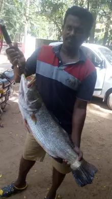 Barramundi fish in kochin
