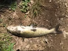 Stream catfish