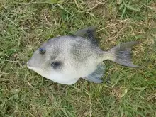 Grey Triggerfish caught in Chaguaramas on Rod & Reel 30/03/2015