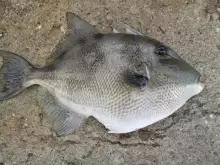 Grey Triggerfish caught by my wife 30/03/2015
