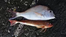 My first Gurnard this year