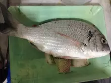 Good size fish caught in Ajman