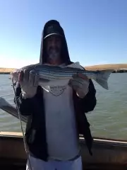 Delta ca 26 inch striper