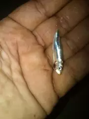 My smallest fish