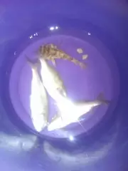 janitor fish