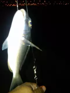 night fishing3
