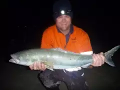 SALMON 2