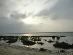 Pure Nature