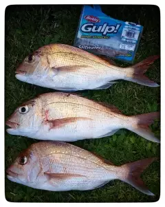 snapper trio from kawa kawa bay