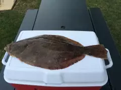Flounder