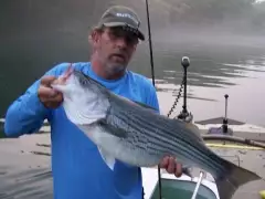 Striped Bass