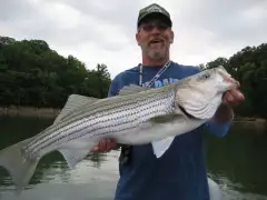 Striped Bass