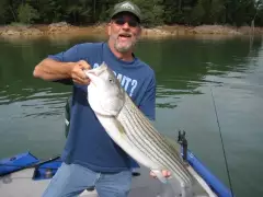 Striped Bass