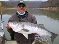 Striped Bass