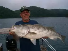 Striped Bass