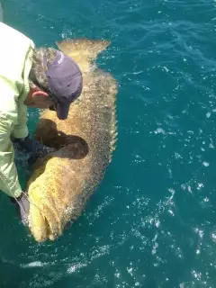 Goliath grouper