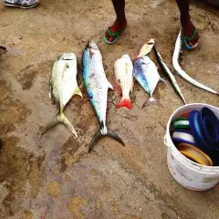 Cavali. Carite. Snapper. Spanish cavali. Needlefish