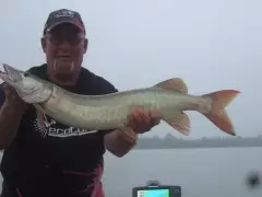 nice little muskie