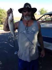 18 inch striper caught in the delta