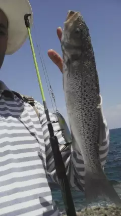 Finally.. Spotted Seabass