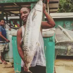 Huge kingfish caught yesterday