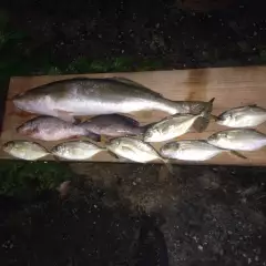 Night catch