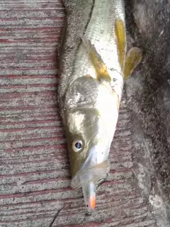 snook 7lb
