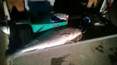 My Biggest Cob / Cape Salmon