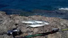 Finally Blue-Fish Once Again