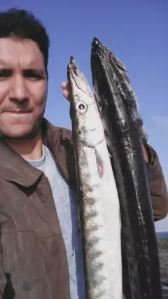 Twin Mediterranean Barracuda