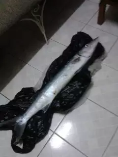 barracuda