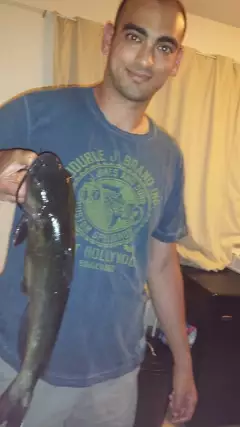 Catfish - Bate Island, Ottawa, Canada