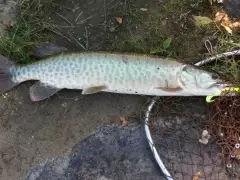 Muskie