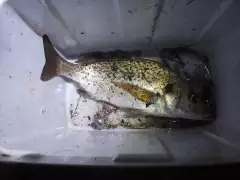 1.2kg caught on sardine