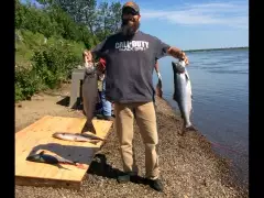 King Salmon fishing in Alaska on Father's Day.