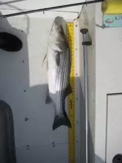 Striped Bass