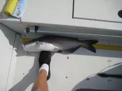 Catfish
