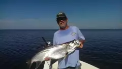 Tarpon