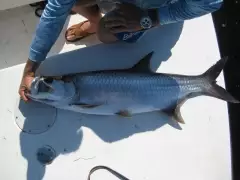 Tarpon #3