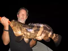 Goliath Grouper
