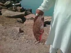 Damb , balochistan pk