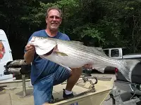 Striped Bass