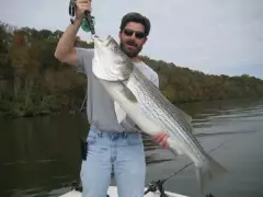 Striped Bass