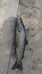 landlocked salmon