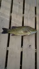 largemouth bass from the lake
