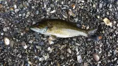 largemouth bass from the penobscot river