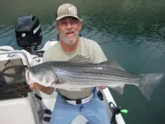 Striped Bass