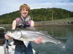 Striped Bass