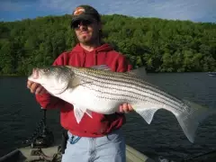 Striped Bass