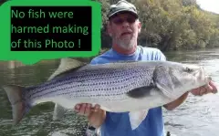 Striped Bass